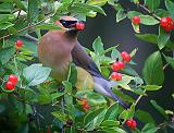 Cedar Waxwing Eating Berries_50820